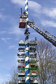 Der wohl höchste neue Maibaum Münchens bekam am 1.5.2008 neue Figuren (Foto:  Burschenverein Obermenzing)